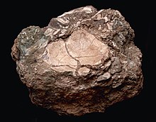 Parietal_neandertal_Cova_del_Bolomor