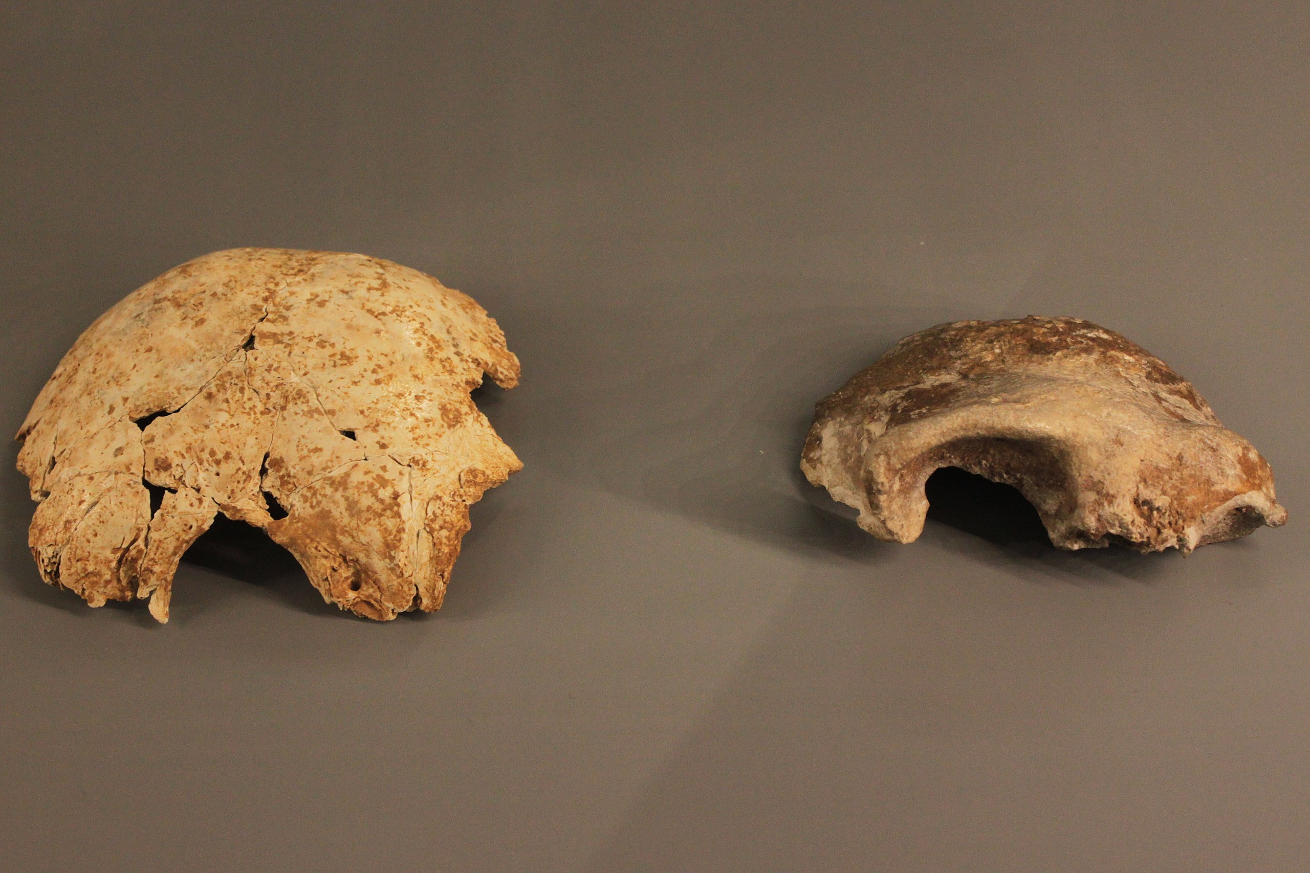 A la izquierda, occipital infantil encontrado en la Cueva de les Malladetes de Barx