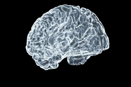 Imagen ilustrativa del cerebro humano