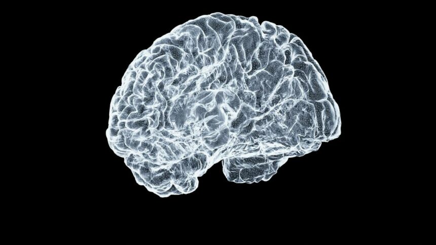 Imagen ilustrativa del cerebro humano